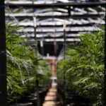 Cannabis cultivation flooring solutions